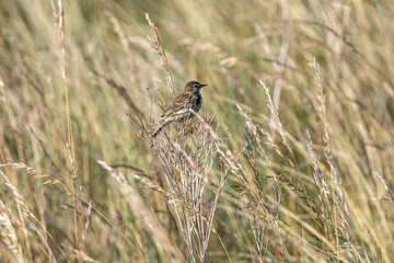 Adult Meadow Pipit (Anthus pratensis) in European grasslands