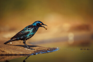Cape Glossy Starling regurgiting along waterhole in Greater Kruger National park, South Africa ; Specie Lamprotornis nitens family of Sturnidae