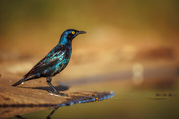 Cape Glossy Starling in Greater Kruger National park, South Africa ; Specie Lamprotornis nitens family of Sturnidae