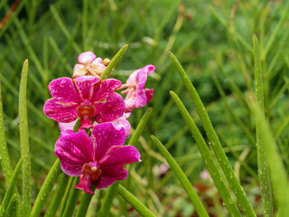 Colorful orchids, Singapore botanical garden