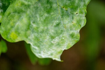 Understory vegetation in the Białowieża Forest, Poland	
