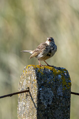 Adult Meadow Pipit (Anthus pratensis) in European grasslands