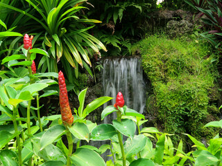 Colorful orchids, Singapore botanical garden