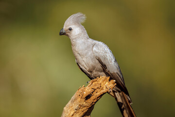 Grey go away bird sanding on a log side view in Kruger National park, South Africa ; Specie Corythaixoides concolor family of Musophagidae