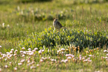 Adult Meadow Pipit (Anthus pratensis) in European grasslands