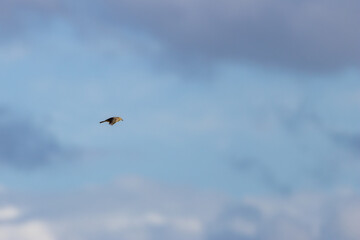 Adult Meadow Pipit (Anthus pratensis) in European grasslands