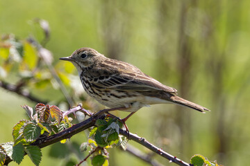 Adult Meadow Pipit (Anthus pratensis) in European grasslands