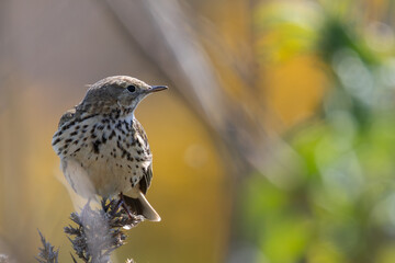 Adult Meadow Pipit (Anthus pratensis) in European grasslands