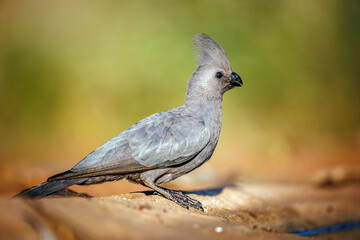 Grey go away bird side view ground level full frame in Kruger National park, South Africa ; Specie Corythaixoides concolor family of Musophagidae
