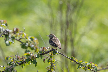 Adult Meadow Pipit (Anthus pratensis) in European grasslands