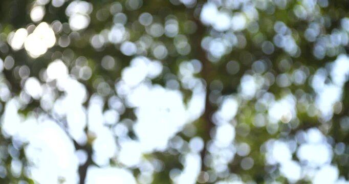 Abstract Sunlight Through Green Canopy: Capturing nature's essence, a gentle embrace of sunlight filters through a canopy of green leaves, creating a mesmerizing play of light and shadow