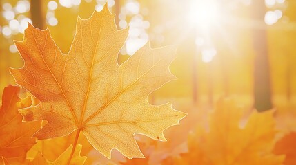 Soft focused maple leaves illuminated by morning light over orange pastel bokeh scene