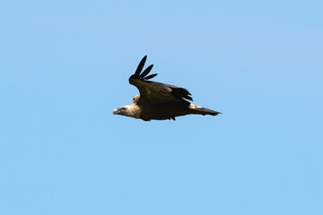 Vautour fauve