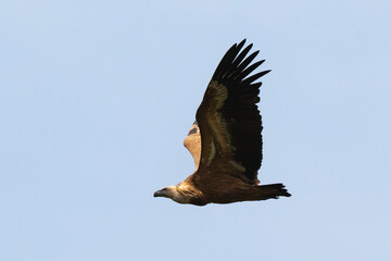 Vautour fauve