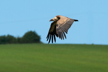 Vautour fauve