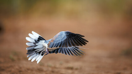 Laughing Dove in flight in Greater Kruger National park, South Africa ; Specie Streptopelia senegalensis family of Columbidae