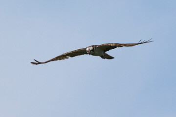 Balbuzard pêcheur, Pandion haliaetus, Western Osprey