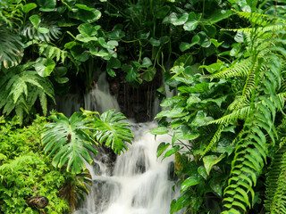 Colorful orchids, Singapore botanical garden