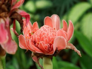 Colorful orchids, Singapore botanical garden