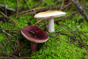 russule xérampéline, russule feuille-morte, Russula xerempelina, champignon