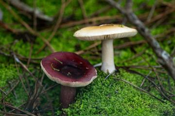 russule xérampéline, russule feuille-morte, Russula xerempelina, champignon