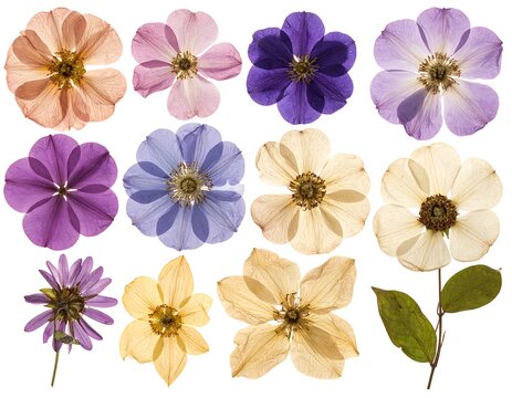 Assorted dried flower specimens in various colors and shapes. A studio-style arrangement on white - Powered by Adobe