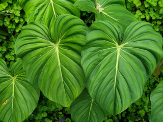 Colorful orchids, Singapore botanical garden