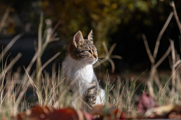 A young tabby cat sitting among autumn leaves, its fur glistening in the sun, viewed from the side.