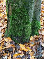 Moss on the tree in autumn time