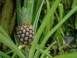 Colorful orchids, Singapore botanical garden