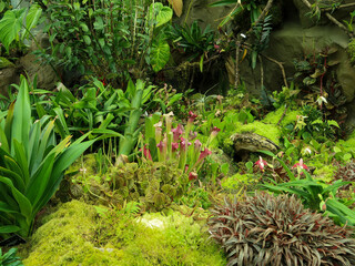 Colorful orchids, Singapore botanical garden