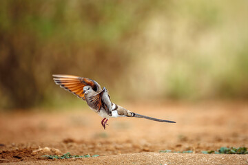 Namaqua Dove female taking off from ground in Greater Kruger National park, South Africa ; Specie Oena capensis family of Oena capensis