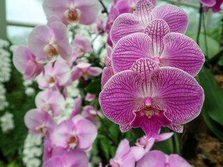 Colorful orchids, Singapore botanical garden