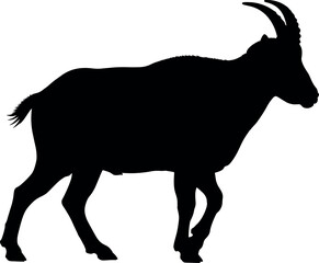 Black silhouette vector of a walking ibex or mountain goat, side view, isolated on white. Wildlife animal icon graphic.