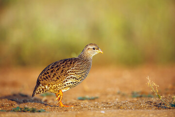 Natal francolin walking side view in morning light in Greater Kruger National park, South Africa ; Specie Pternistis natalensis family of Phasianidae