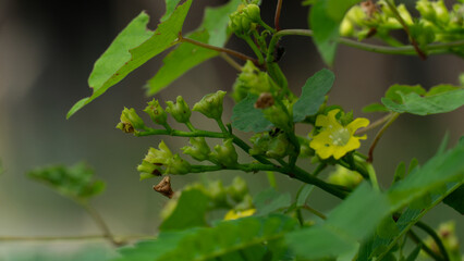 Flower of Chrysopogon Aciculatus green color. Common flower in tropical, grassy areas outdoors. Blurred of dark green tone.