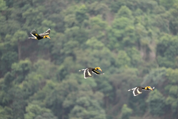 Great Hornbill birds flying in the sky. Bird watching in natural habitats in the forest.