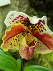 Colorful orchids, Singapore botanical garden