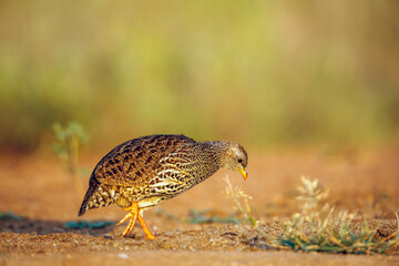 Natal francolin walking side view in morning light in Greater Kruger National park, South Africa ; Specie Pternistis natalensis family of Phasianidae