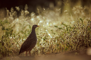 Natal francolin standing backlit at dawn in Greater Kruger National park, South Africa ; Specie Pternistis natalensis family of Phasianidae