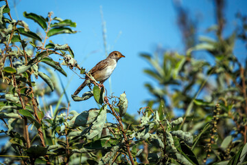 Rattling Cisticola standing on a bush isolated in blue sky in Greater Kruger National park, South Africa ; Specie Cisticola chiniana family of Cisticolidae