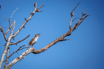 Rattling Cisticola in Greater Kruger National park, South Africa ; Specie Cisticola chiniana family of Cisticolidae