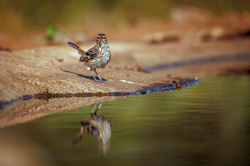 Red backed Scrub Robin wet feather after bath along waterhole in Greater Kruger National park, South Africa; specie Cercotrichas leucophrys family of Musicapidae