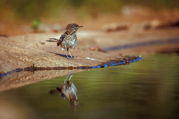 Red backed Scrub Robin wet feather after bath along waterhole in Greater Kruger National park, South Africa; specie Cercotrichas leucophrys family of Musicapidae