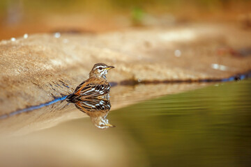 Red backed Scrub Robin rear view in water with reflection in Greater Kruger National park, South Africa; specie Cercotrichas leucophrys family of Musicapidae