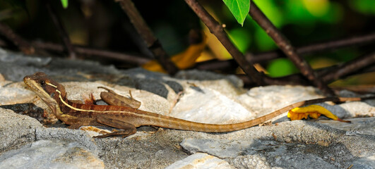 juvenile striped basilisk // junger Streifenbasilisk (Basiliscus vittatus) - Honduras