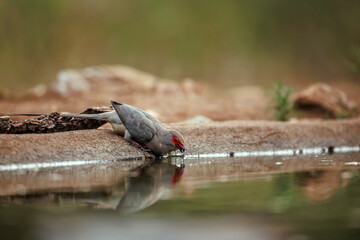 Red faced Mousebird taking off front view from waterhole in Greater Kruger National park, South Africa ; Specie Urocolius indicus family of Coliidae