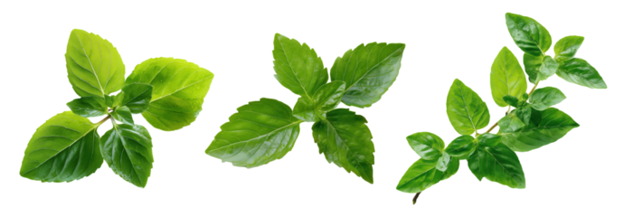 Set of herbs, fresh holy basil sprig, Isolated on a transparent background.