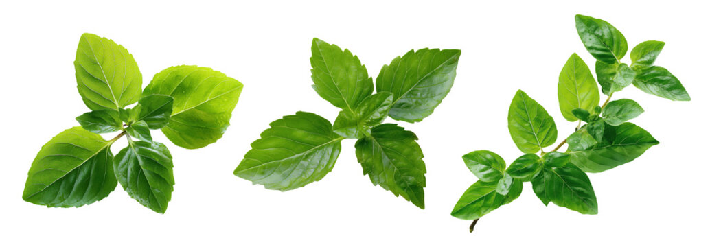 Set of herbs, fresh holy basil sprig, Isolated on a transparent background.