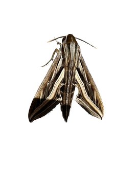 Hippotion Celerio